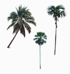 Palm tree set on white background.