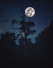 Fototapeta na wymiar full moon and tree