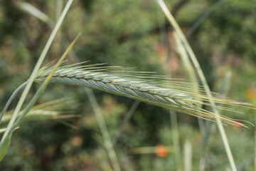 Ear of green wheat on the background of green wheat field.