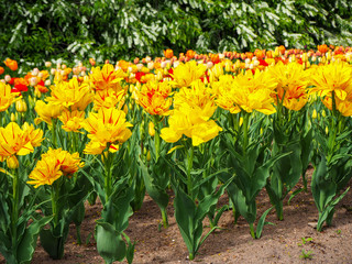 Flowerbed of tulip Monsella large yellow and red stripped flowers with buds of different colors tulips on background. 