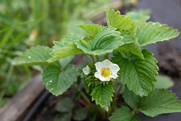 blooming strawberries in the garden