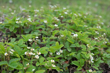 flowering strawberries in the meadow