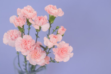 Beautiful carnation flowers into a glass on the flat lay background. Spring`s concept. Top view.