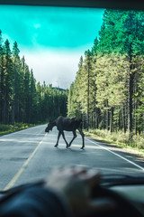 Naklejka premium Moose on the highway