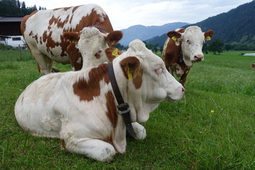 Kuh/Kühe auf der Weide