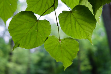 Fototapeta premium green leaves of a tree