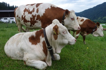 Kuh/Kühe auf der Weide
