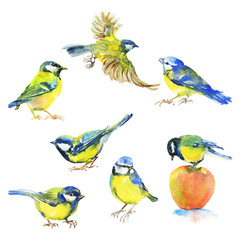 Watercolor titmouses birds