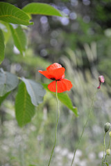 Obraz premium red poppy in a field