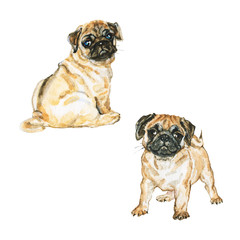 Obraz premium Watercolor pugs dogs