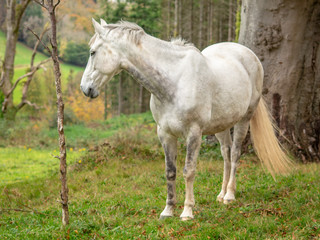 Obraz na płótnie Canvas A Grey Horse in a Field with Trees