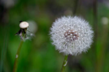 Full and barren dandelion on a field