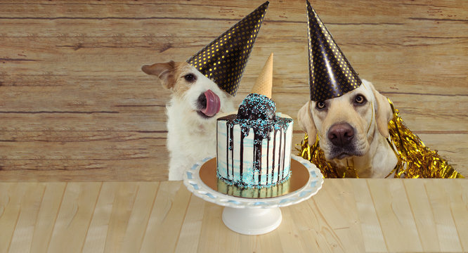 BANNER TWO HAPPY DOGS CELEBRATING BIRTHDAY OR ANNIVERSARY PARTY  WITH A CAKE AGAINST WOODEN BACKGROUND.