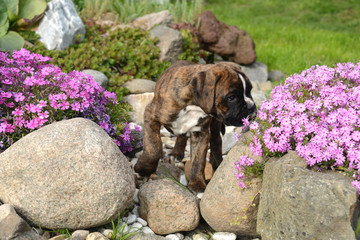 Boxerwelpen 205