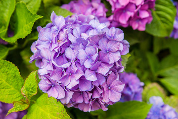 アジサイ、紫陽花、自然、日本