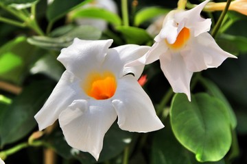 White Diplademia flowers in the garden