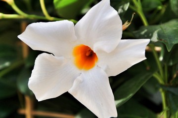 Obraz na płótnie Canvas White Diplademia flowers in the garden