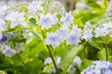アジサイ、紫陽花、自然、日本