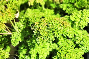 Fresh Petroselinum Crispum plant in the garden