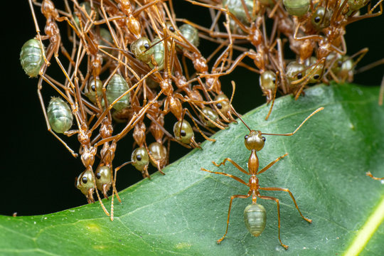 Oecophylla smaragdina, green weaver ants, working together to sew leaves and make a nest
