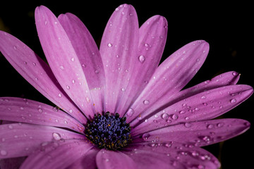 fleur mauve après la pluie