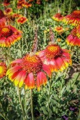 butterflies on bright summer flowers in the meadow.