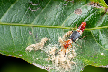 Carphurus sp., yellow soft-winged flower beetle, foraging and eating moth eggs