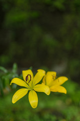 Yellow lily flower