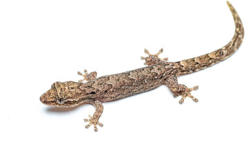 Lepidodactylus lugubris, the mourning gecko, showing scales and camouflaged pattern