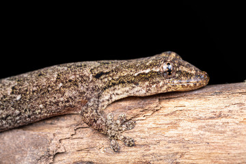 Lepidodactylus lugubris, the mourning gecko, showing scales and camouflaged pattern