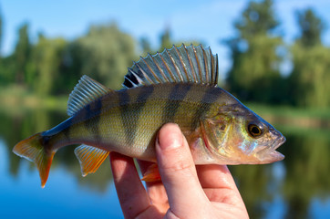 perch caught in a river in summer, closeup in the hand of a fisherman