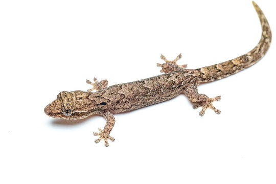 Lepidodactylus lugubris, the mourning gecko, showing scales and camouflaged pattern