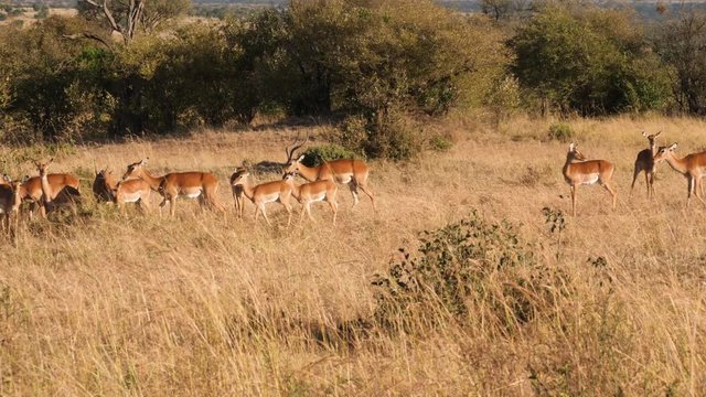 Pan shot of a group of Impalas, Aepyceros melampus, walking on fields, at the savannas of Masai Park, on a sunny day, in Kenya, Africa - slow motion
