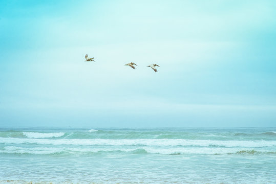 Brown California pelicans (Pelecanus Occidentalis Californicus) flying above Pismo beach and Pacific Ocean surfing sea waves. Tiffany blue green to pastel teal colors of sea nature landscape