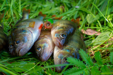 group of caught perch fish and bait on the grass