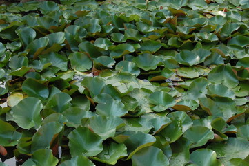 green background with water lilies with large leaves in the pond
