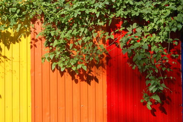 background climbing plant hangs from a metal fence consisting of red and yellow parts