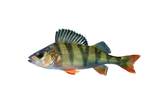 perch fish isolated on white background