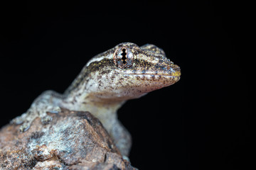 Lepidodactylus lugubris, the mourning gecko, showing scales and camouflaged pattern