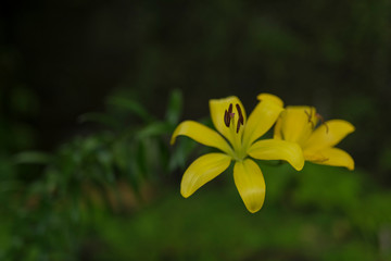 Yellow lily flower