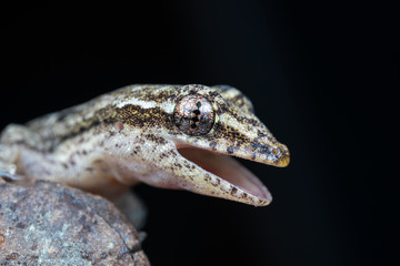 Lepidodactylus lugubris, the mourning gecko, with mouth open showing scales and camouflaged pattern