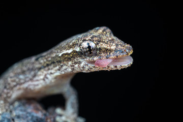 Lepidodactylus lugubris, the mourning gecko, with mouth open showing tongue,  scales and camouflaged pattern