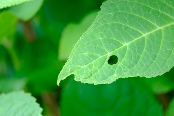 穴があいたアジサイの葉