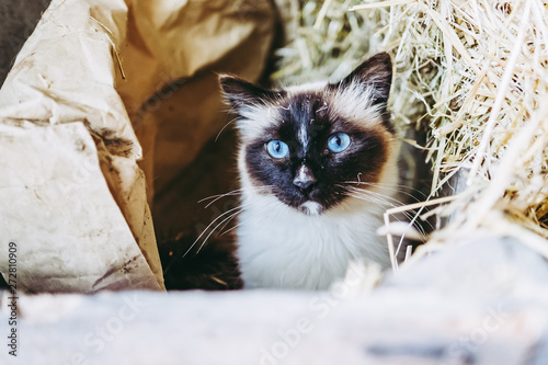 Chat De Race Sacre De Birmanie Wall Mural Wallpaper Murals Picsart Chat De Race Sacre De Birmanie Wall Mural Wallpaper Murals Picsart