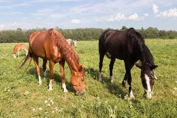 Obraz premium herd of horses chestnut horse grazing in a summer field against the sky