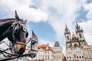 Naklejka na ściany i meble Two horses - white and black on the Old Town Square of Prague. View of the postcard Prague. View of Tyn church in sunny weather with blue sky.