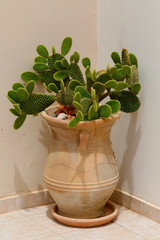 Kaktusgewächs in Terrakotta Topf an Hauswand