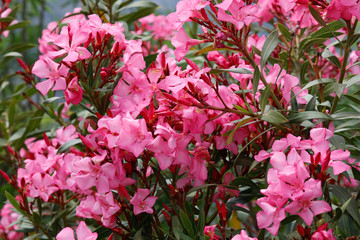  Oleander (Nerium oleander) Pflanze mit Blüten