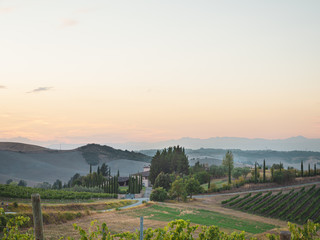 Grape field in Tuscany