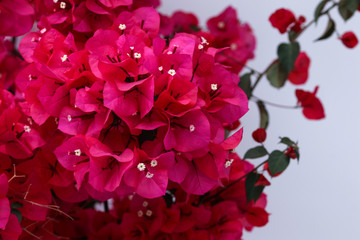 Detail of Bougainvillea, pink and purple climbing on walls